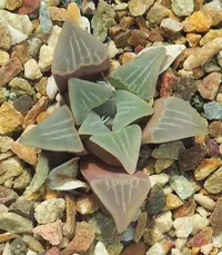 Bredasdorp Haworthia