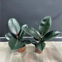 Ficus elastica indoor