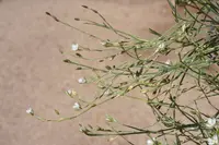 Bufonia perennis flower