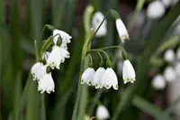 summer snowflake