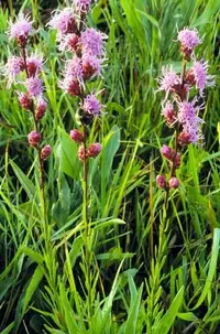 tall blazing star (Liatris aspera) plant