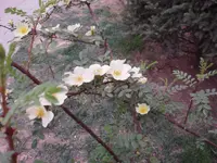 yellow rose