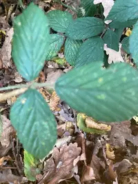 Rubus pedatifolius