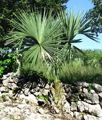 Thatch Palmetto