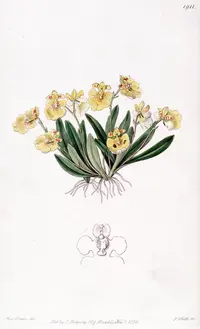 Erycina crista-galli