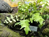 largeleaf maidenhair