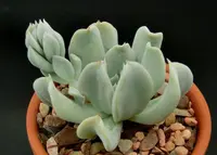 Echeveria runyonii