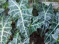 Sander's Alocasia