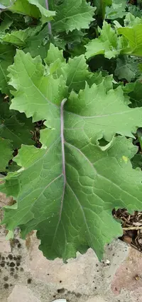 Cabbage