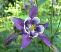 common columbine (Aquilegia vulgaris) plant