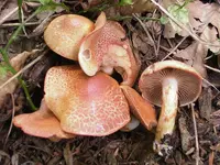dappled webcap (Cortinarius bolaris) plant