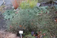 Pingo-pingo (Ephedra breana) plant