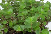 Turtle Vine outdoor