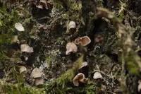 moss ear