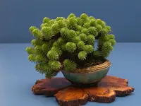 Sedum multiceps indoor