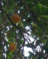 Moquilea tomentosa
