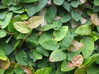 Creeping Fig (Ficus pumila) plant
