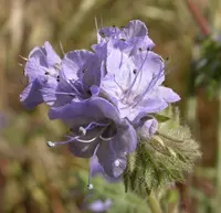 lacy phacelia (Phacelia tanacetifolia) plant