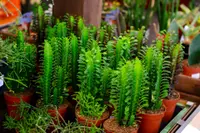 Euphorbia trigona in the pot