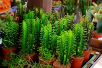 Euphorbia trigona in the pot