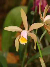 Forbes' Cattleya