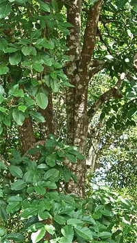 Santol
