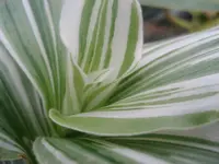 Inch Plant (Tradescantia fluminensis 'Variegata') plant
