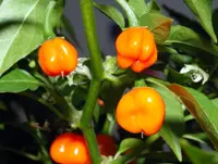 aji