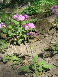 siberian primrose (Primula cortusoides) plant