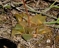 Ruens Haworthia (Haworthia retusa) plant