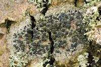 Tiny button lichen
