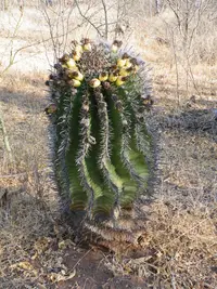 Cactus