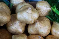 yam bean (Pachyrhizus erosus) plant