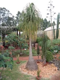 Ponytail Palm (Beaucarnea recurvata) plant