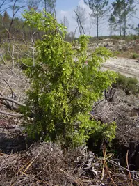 Portuguese prickly juniper (Juniperus navicularis) plant