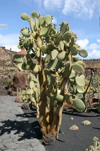 Galápagos Prickly Pear (Opuntia galapageia) plant