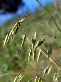 Japanese brome