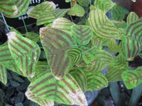Swallowtail Plant (Christia obcordata) plant