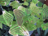 Swallowtail Plant (Christia obcordata) plant