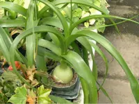 Albuca bracteata