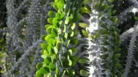Alluaudia procera leaf