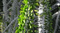 Alluaudia procera leaf
