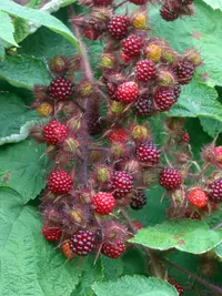 wine raspberry (Rubus phoenicolasius) plant