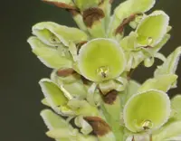 Fringed Ground Orchid (Altensteinia fimbriata) plant