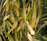 Snowdrop Cactus (Lepismium houlletianum) plant