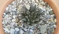 McGregor Haworthia