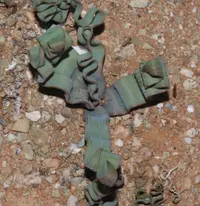 Contorted Capespinach
