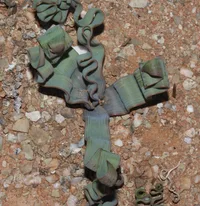 Contorted Capespinach (Trachyandra tortilis) plant