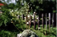 Saxifraga valdensis (Saxifraga valdensis) plant