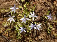 Blue Star Creeper (Isotoma fluviatilis) plant